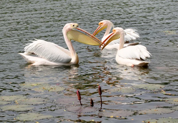 Trzy duże białe pelikany grając w dhaka ogród zoologiczny — Zdjęcie stockowe