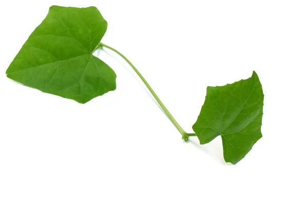 Medicinal telakucha leaves — Stock Photo, Image