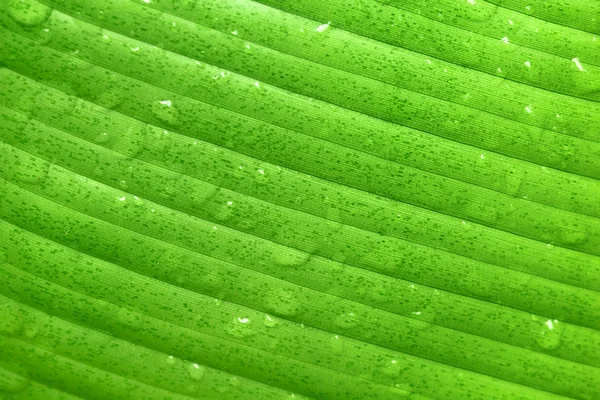Φύλλο υγρό πράσινων µπανανών — Φωτογραφία Αρχείου