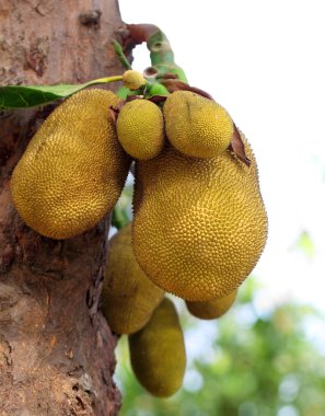 jackfruits ağacında