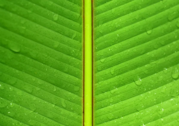 Мокрий зелений банановий лист — стокове фото