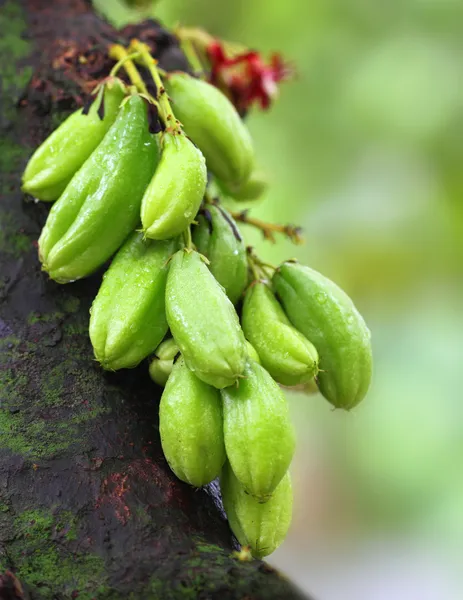 Frutti di Bilimbi — Foto Stock