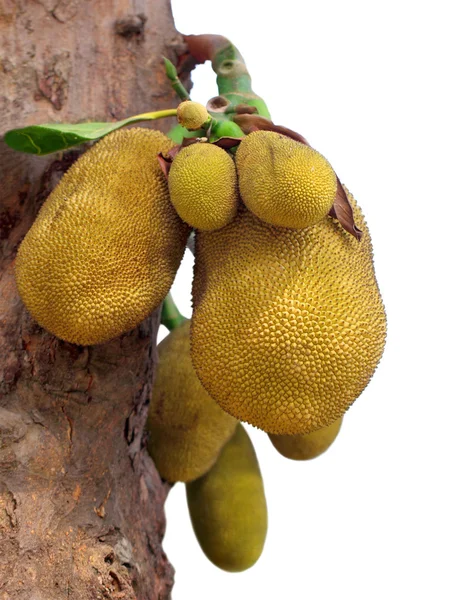 Jackfruits in tree — Stock Photo, Image