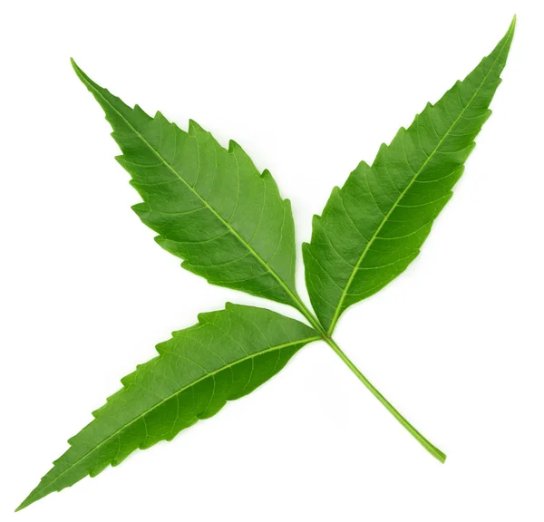 Tiernas hojas medicinales de neem —  Fotos de Stock