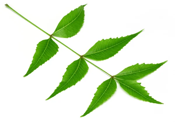 Tenera foglie di neem medicinali — Foto Stock