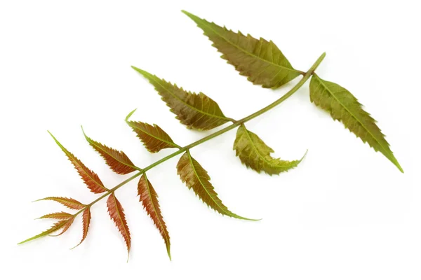 Inschrijving geneeskrachtige neem bladeren — Stockfoto