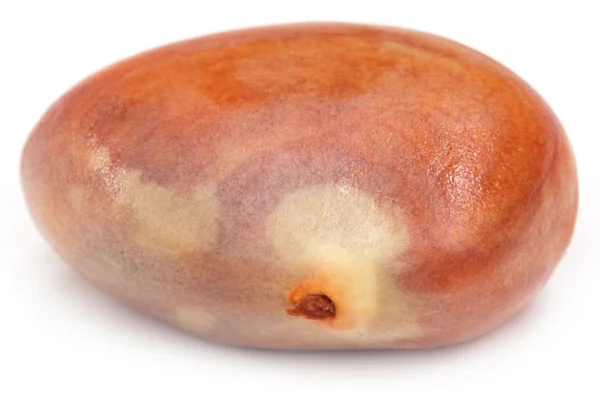Edible seed of jackfruit — Stock Photo, Image