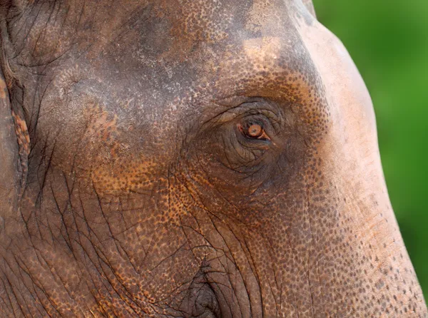 Aziatische olifant — Stockfoto