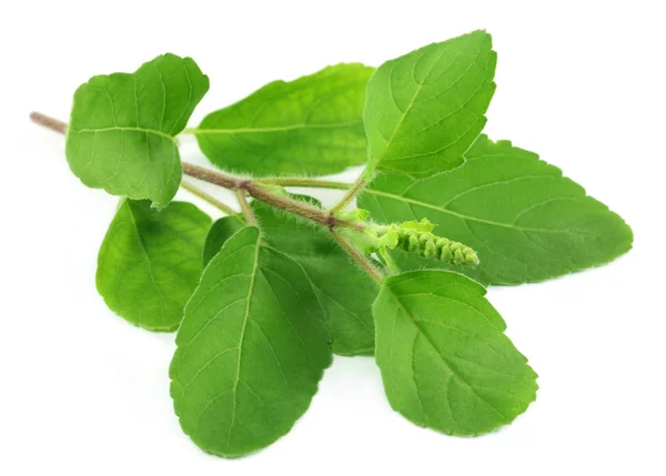 Folhas medicinais de manjericão ou tulsi — Fotografia de Stock