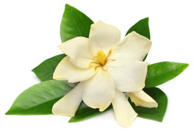 Gardenia or Gondhoraj flower of Southern Asia clipart