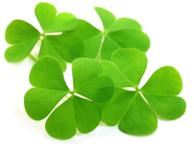 Decorative clover leaves clipart