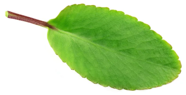 Medicinal Kalanchoe or Patharkuchi leaf — Stock Photo, Image
