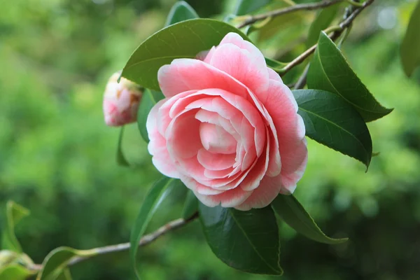 ツリーで椿のピンクの花 — ストック写真