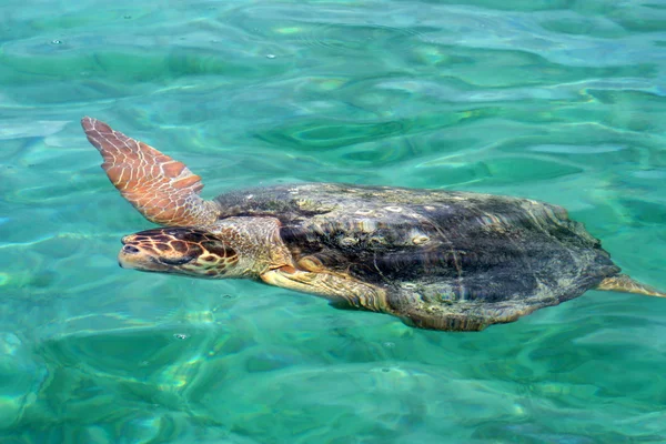 Μεγάλη χελώνα κάτω από το νερό στη θάλασσα karibic — Φωτογραφία Αρχείου