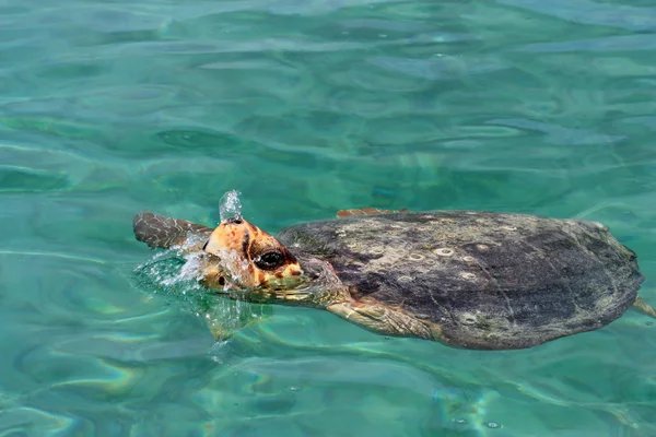 Wielki żółw pod wodą w morzu karibic — Zdjęcie stockowe