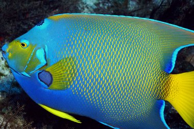 Queen Angelfish clipart