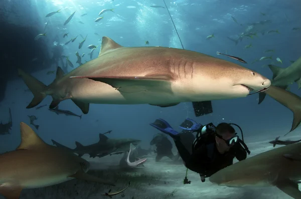 Citroen haaien — Stockfoto