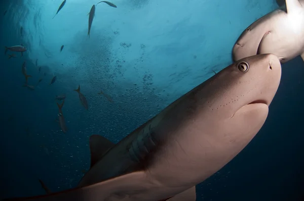 Żarłacz Karaibski — Zdjęcie stockowe