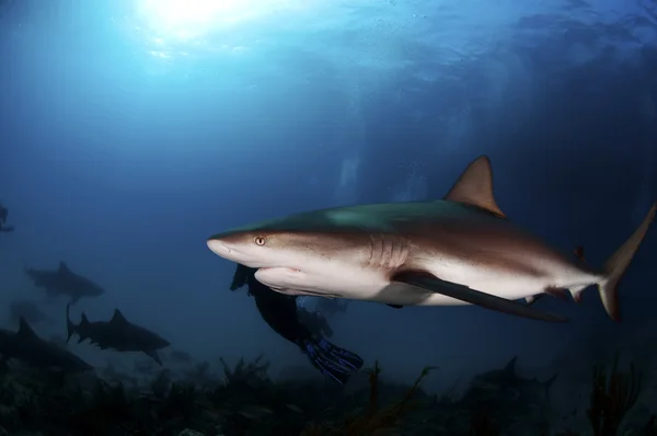 Tiburón arrecife del Caribe —  Fotos de Stock