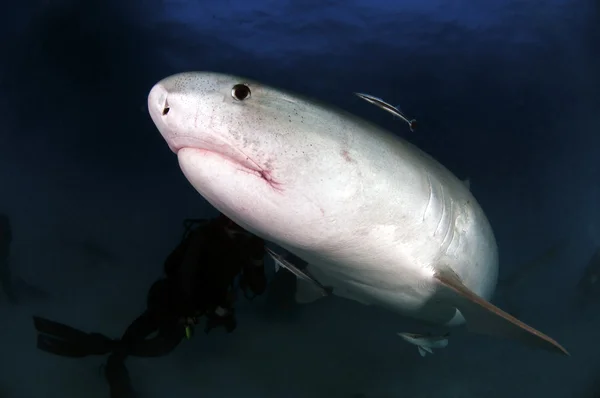 Тигрова акула — стокове фото