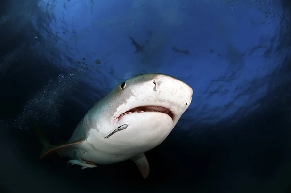 Tiburón tigre —  Fotos de Stock