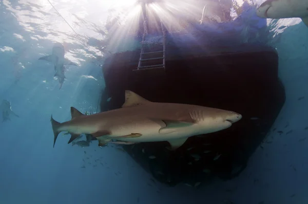 Лимонная акула — стоковое фото