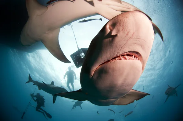 Tubarão-limão close-up — Fotografia de Stock