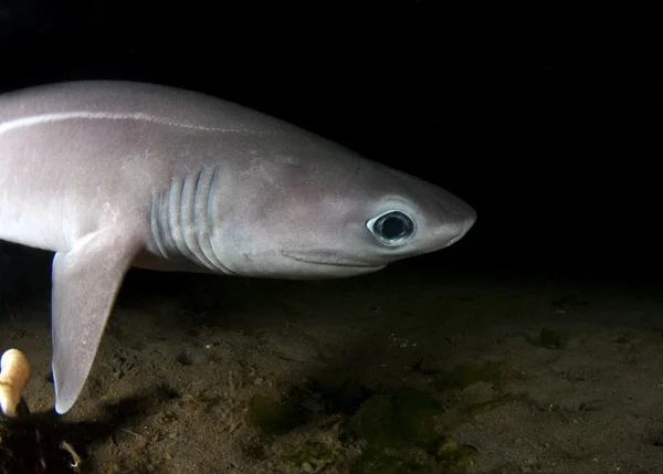 Sixgill haai pup — Stockfoto