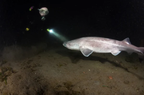 Altı gill köpekbalığı — Stok fotoğraf