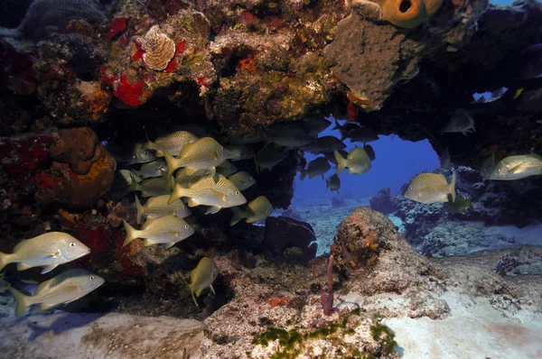 Cozumel útes — Stock fotografie