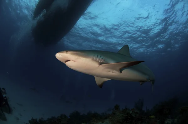Рифовая акула — стоковое фото