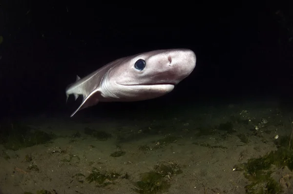 Шестижаберная акула — стоковое фото