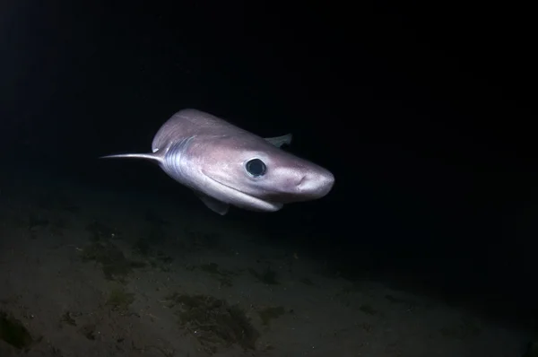 Шестижаберная акула — стоковое фото