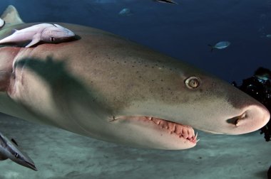 Lemon Shark clipart