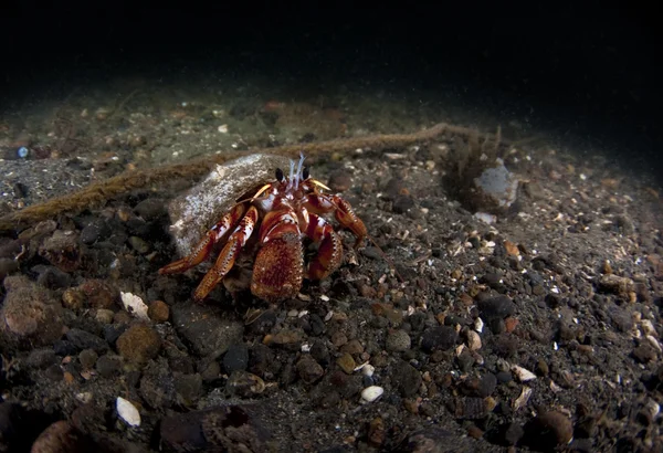 Crabe ermite — Photo