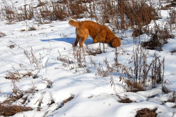 Dog at snow — Stock Photo, Image