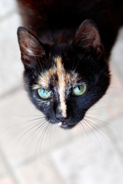 Tortoiseshell cat portrait clipart