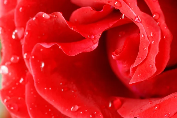 Rood roze bloemblaadjes — Stockfoto