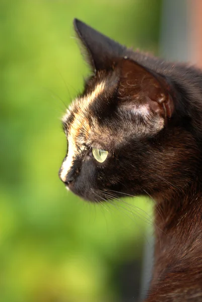 Tortoiseshell cat portrait — Stock Photo, Image