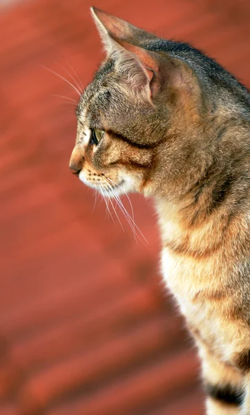 Portrait de chat — Photo