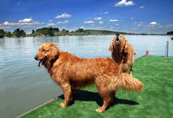 Two golden retriever by water — Stock Photo, Image