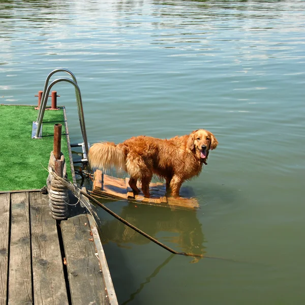 Golden retriever by water — Stock Photo, Image