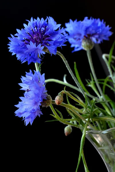 Frumoase flori de porumb — Fotografie, imagine de stoc