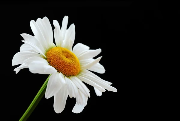 Mooie madeliefje bloem — Stockfoto