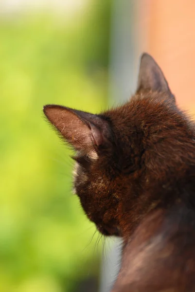 Černá kočka portrét — Stock fotografie
