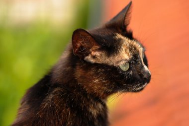 Tortoiseshell cat portrait clipart