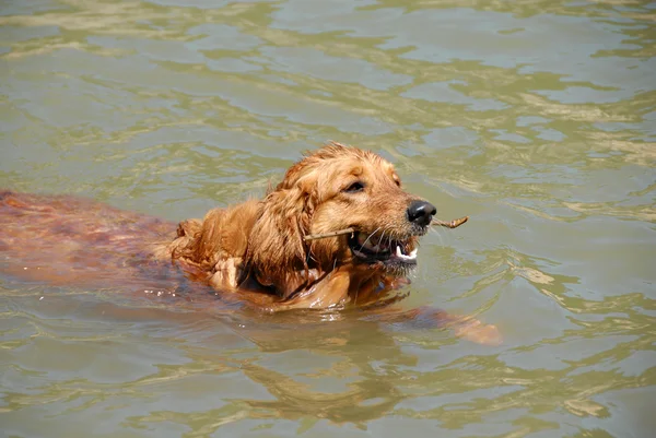 泳いでいる犬 — ストック写真