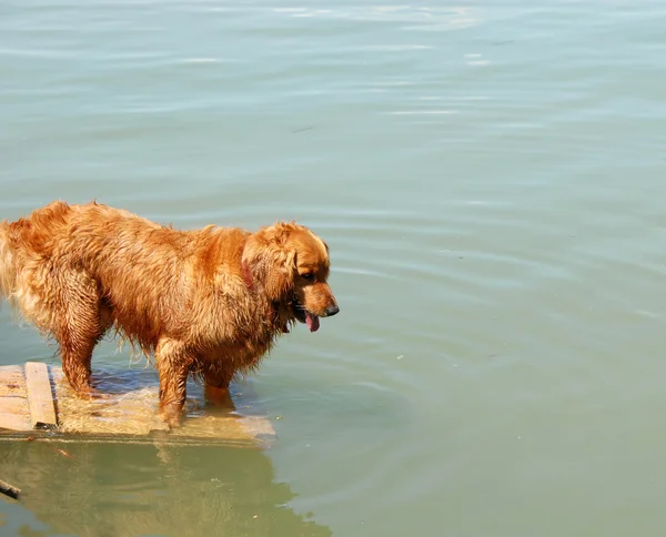 Golden Retriever auf dem Wasser — Stockfoto