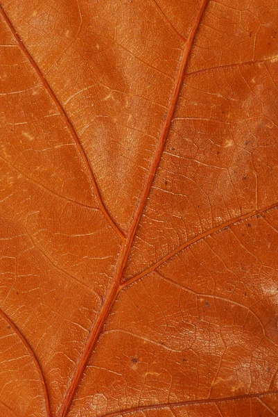 Brun automne feuille texture — Photo