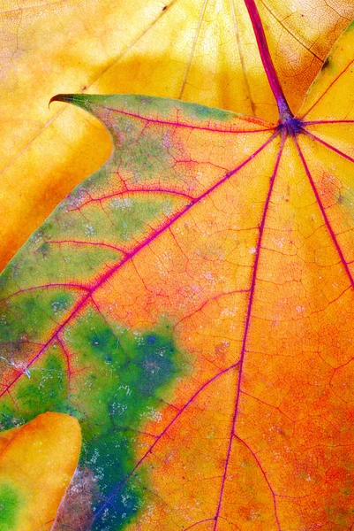 Texture colorée des feuilles d'automne — Photo